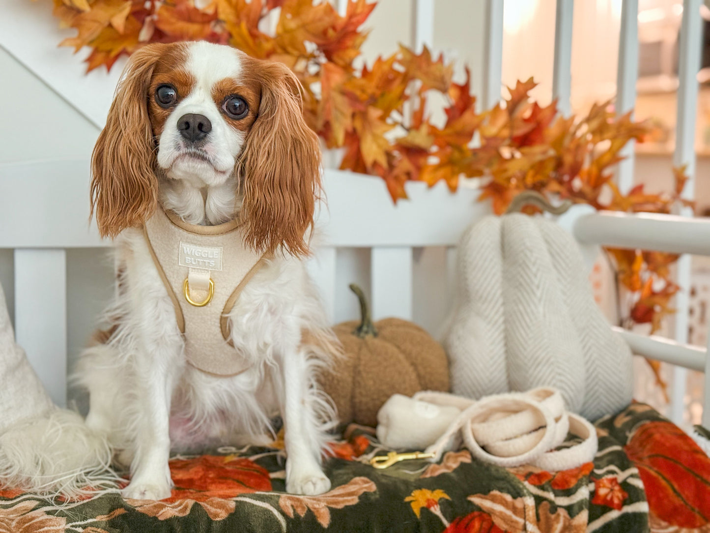 Sherpaw Adjustable Harness