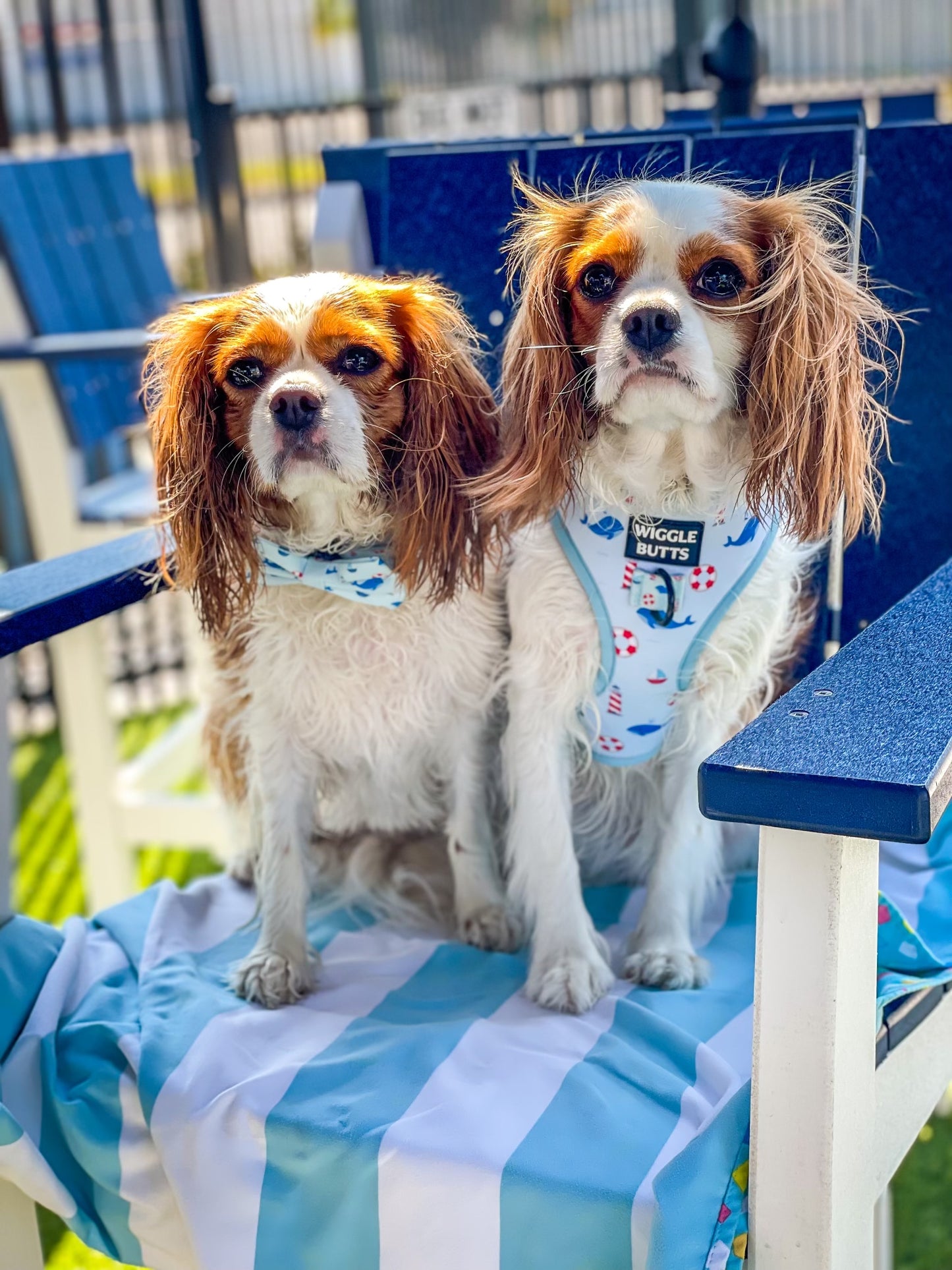 Coastal Canines Bundle