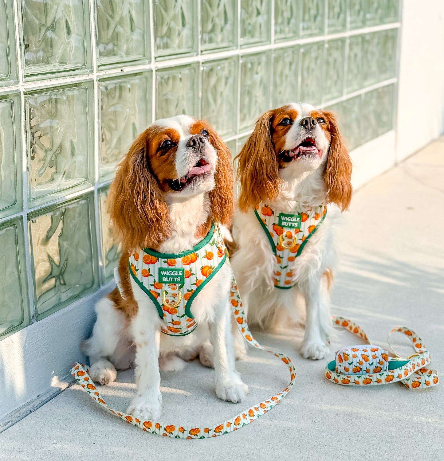 Pawrange Grove Adjustable Harness