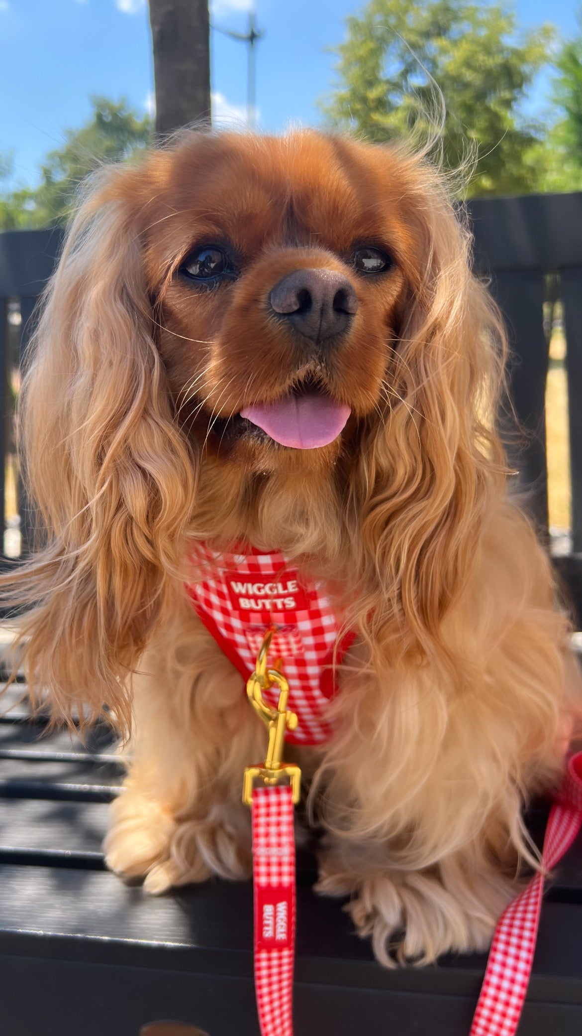 Red-dy Set Gingham Adjustable Harness