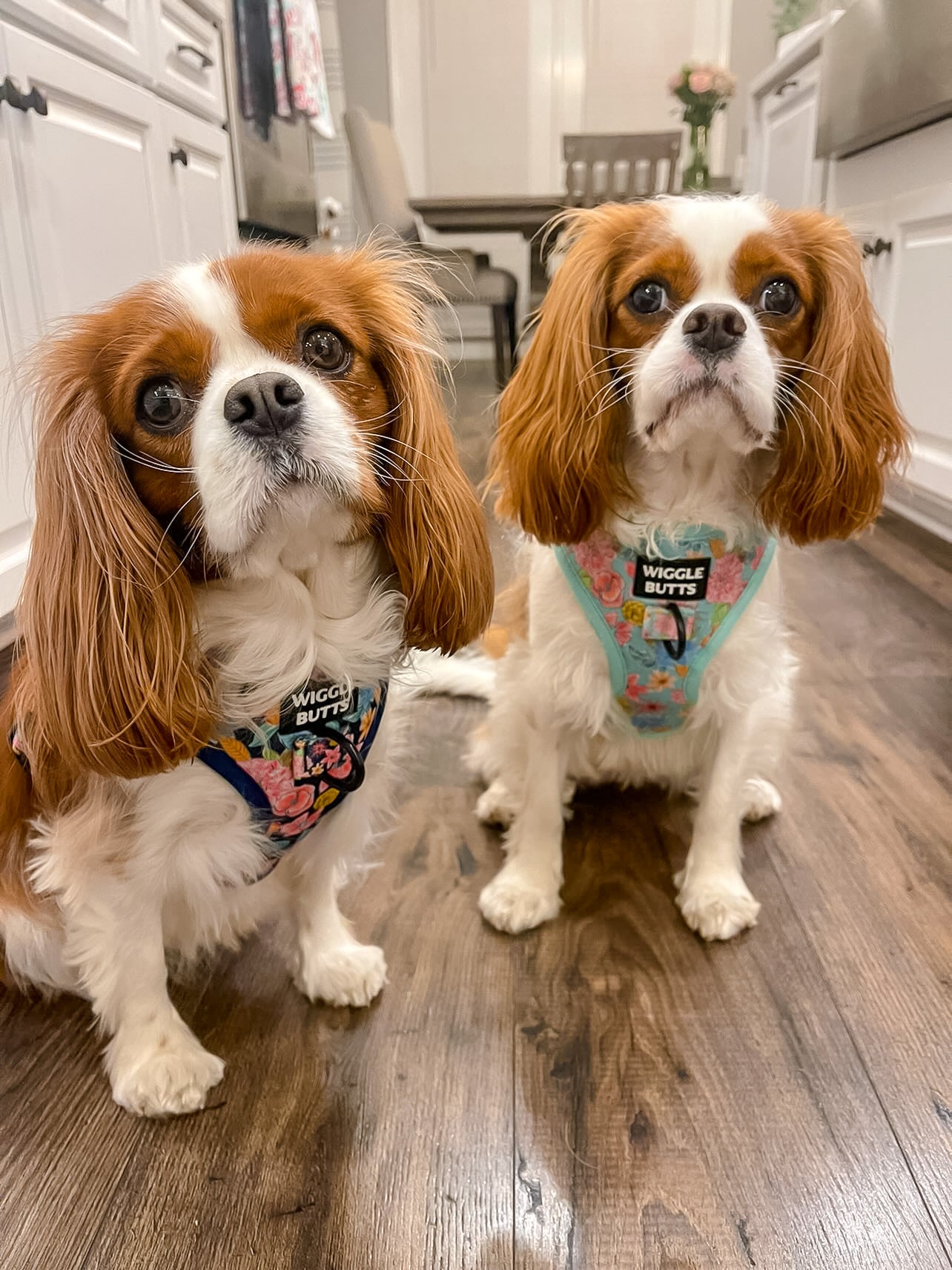two dogs in spring-time floral harness