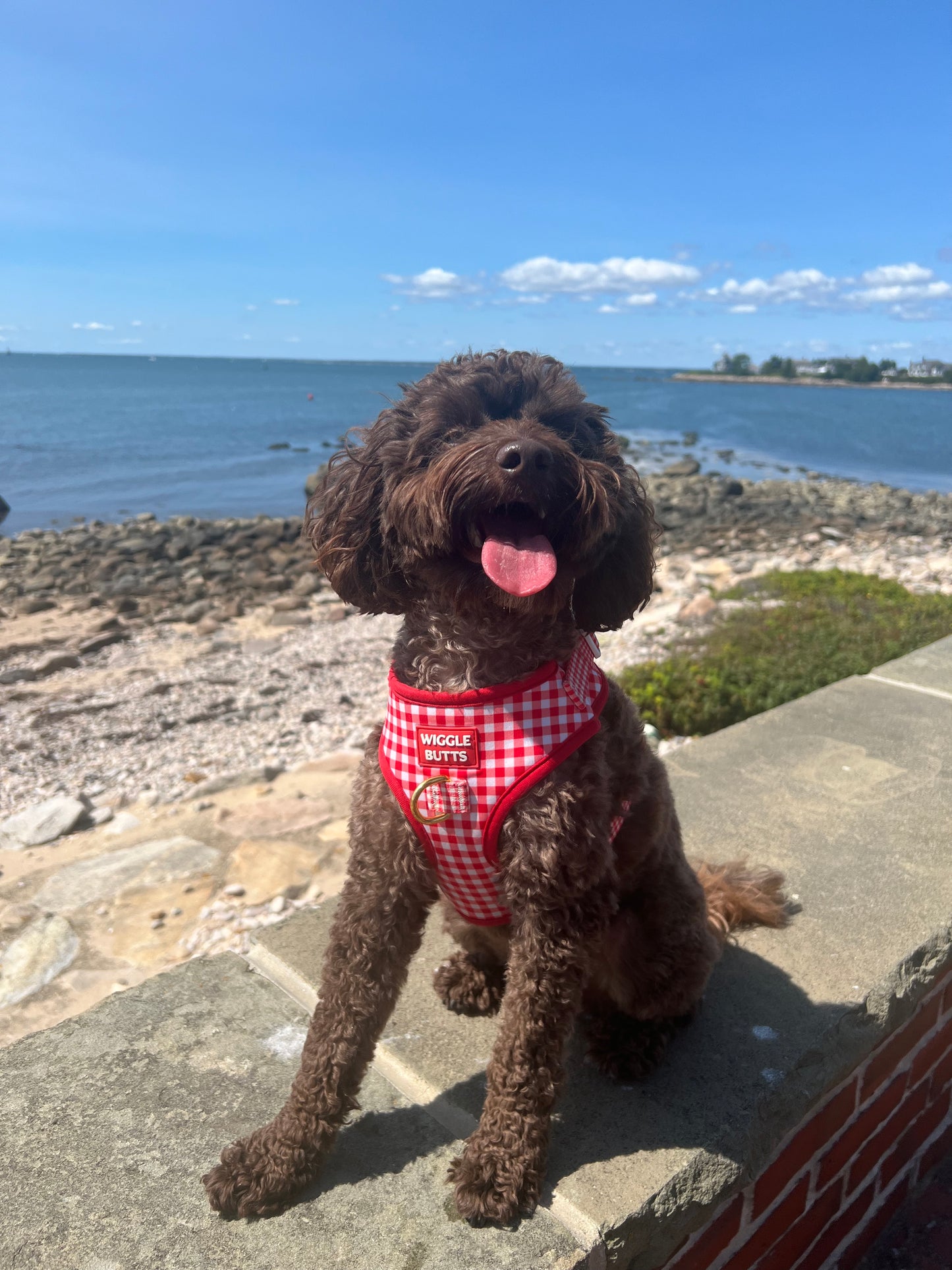 Red-dy Set Gingham Adjustable Harness