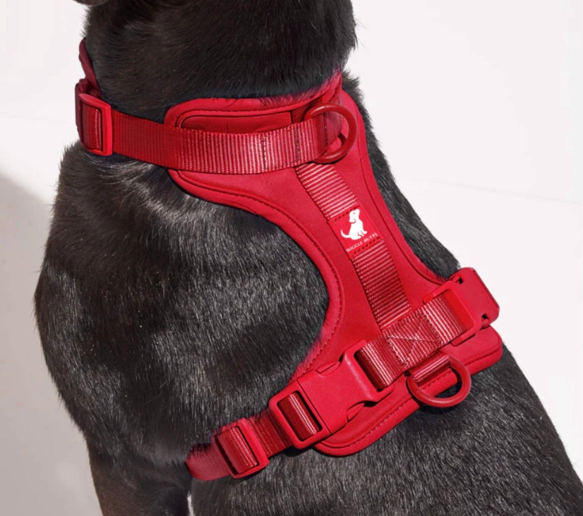 Cranberry Collection Harness