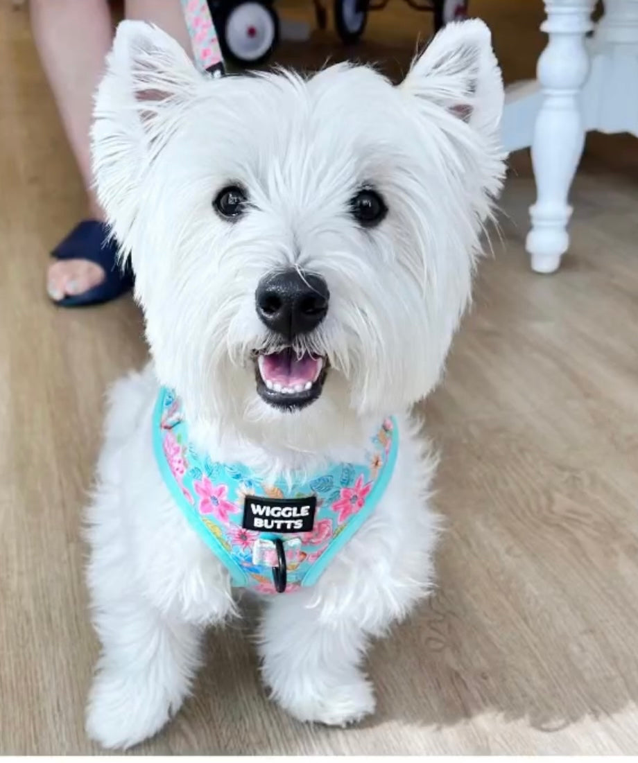 dog in adjustable floral harness