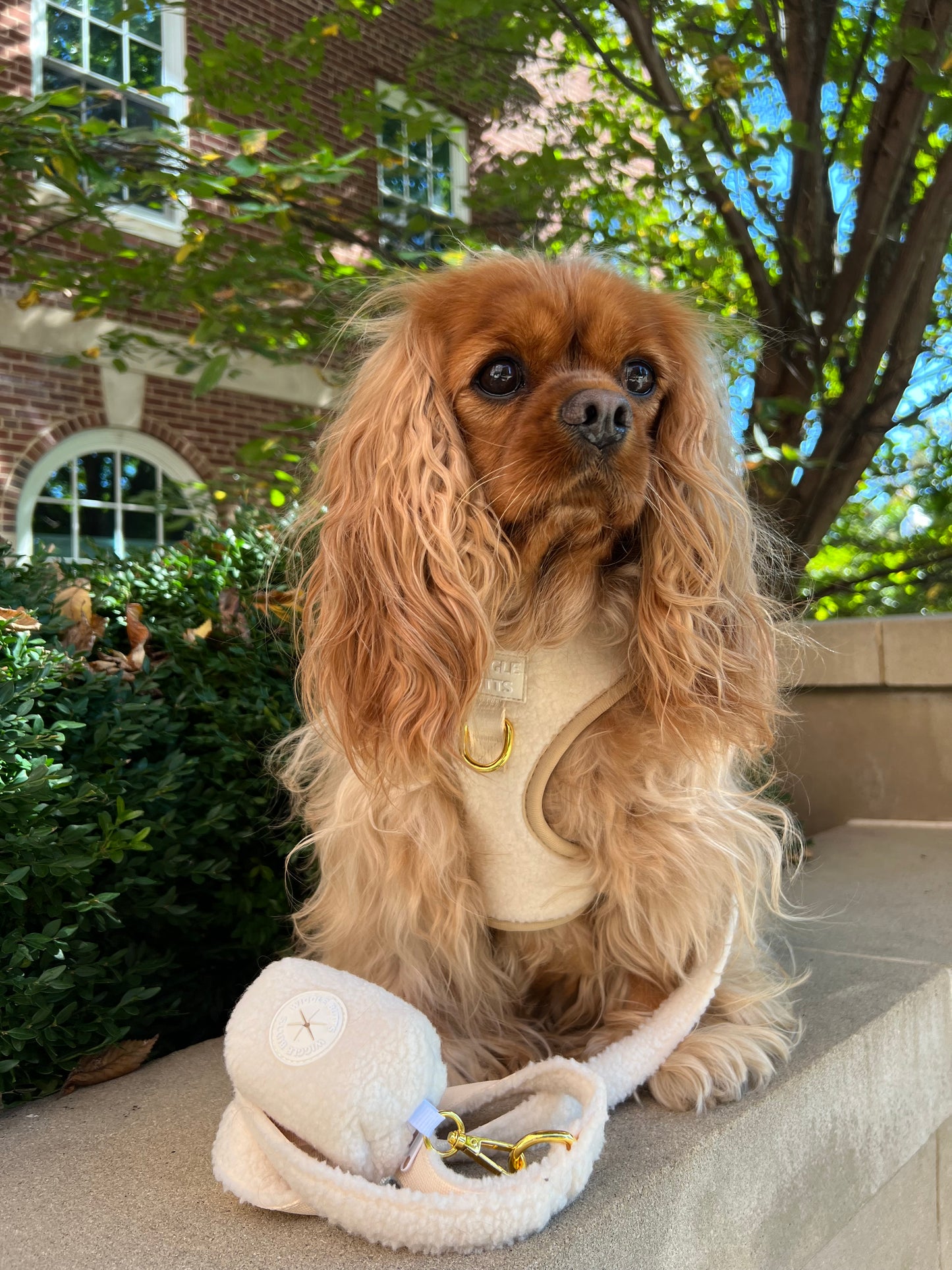 Sherpaw Adjustable Harness