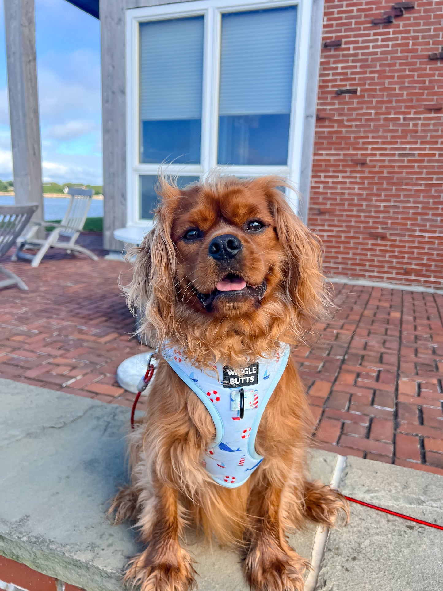 Coastal Canines Bundle