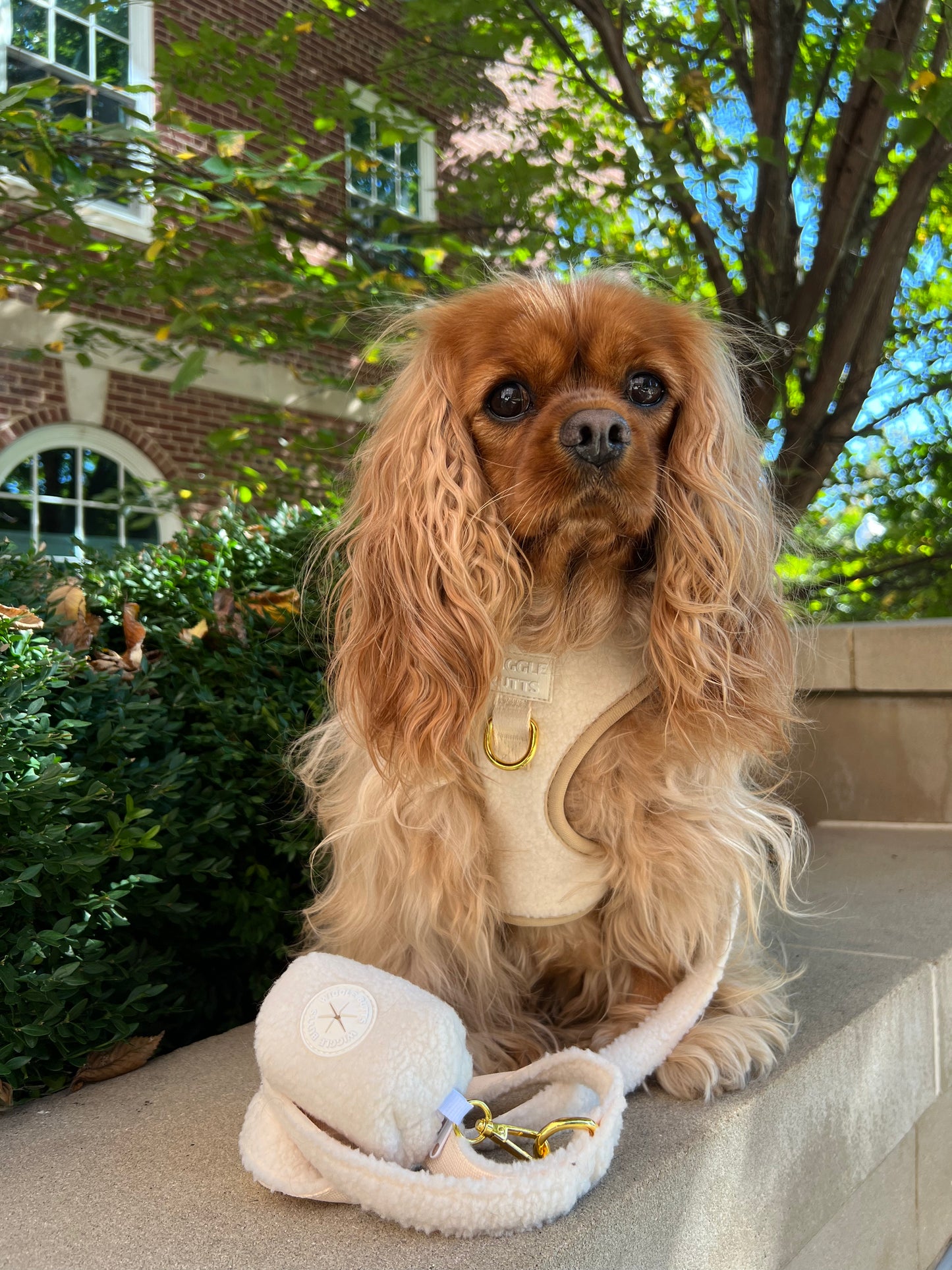 Sherpaw Leash
