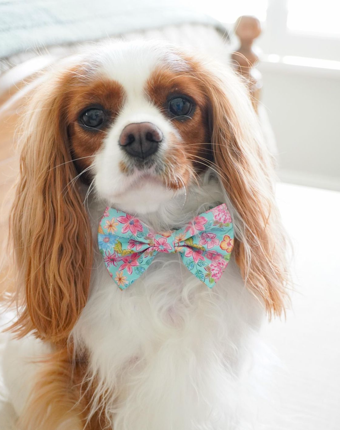 Naples Turquoise Bowtie