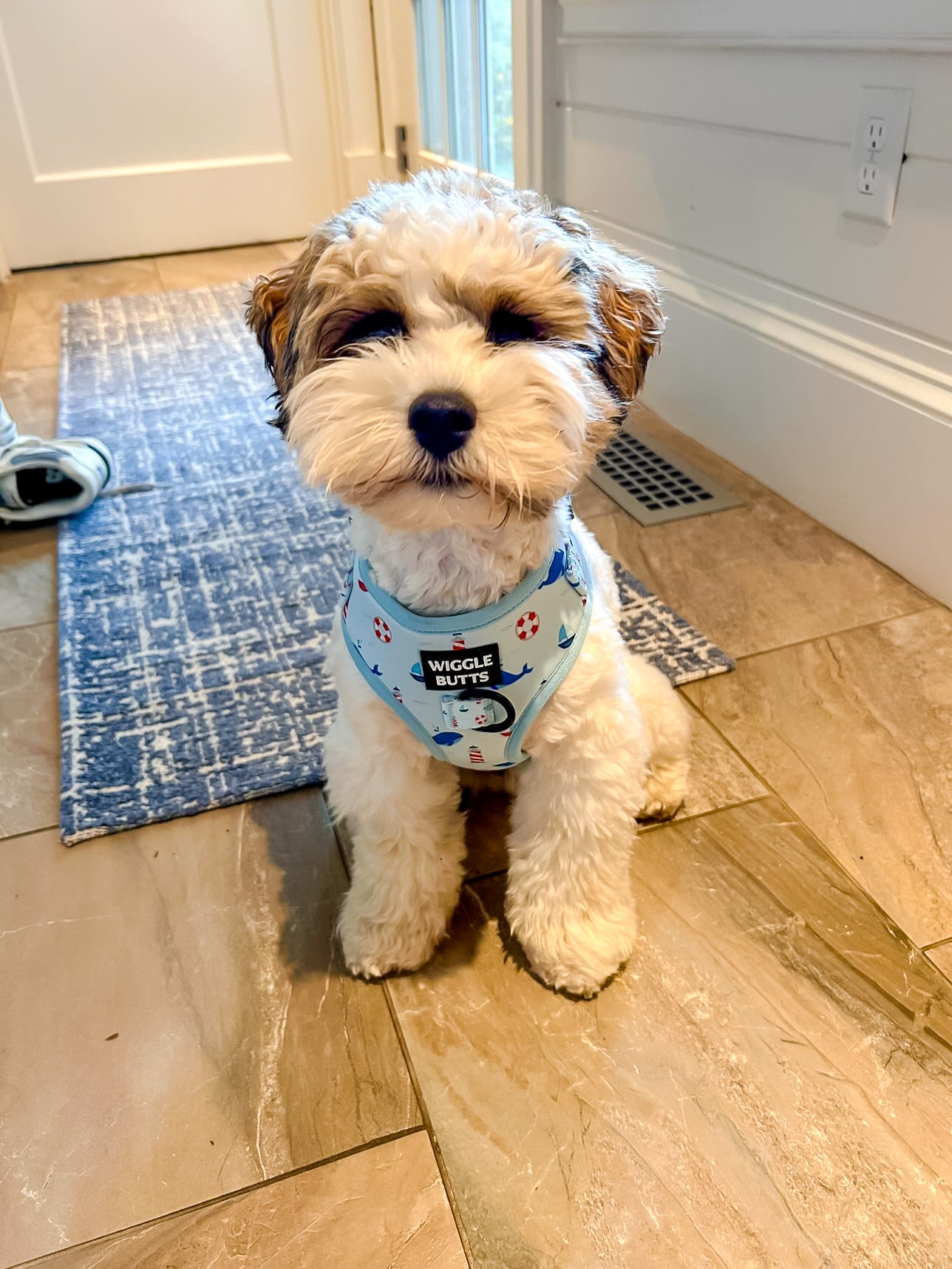 Coastal Canines Bundle