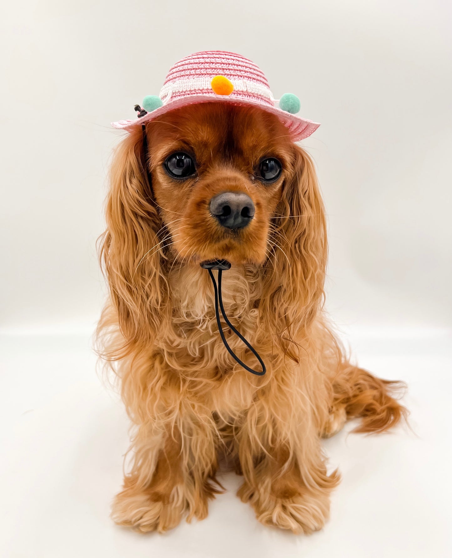 Sunshine Pawty Hat