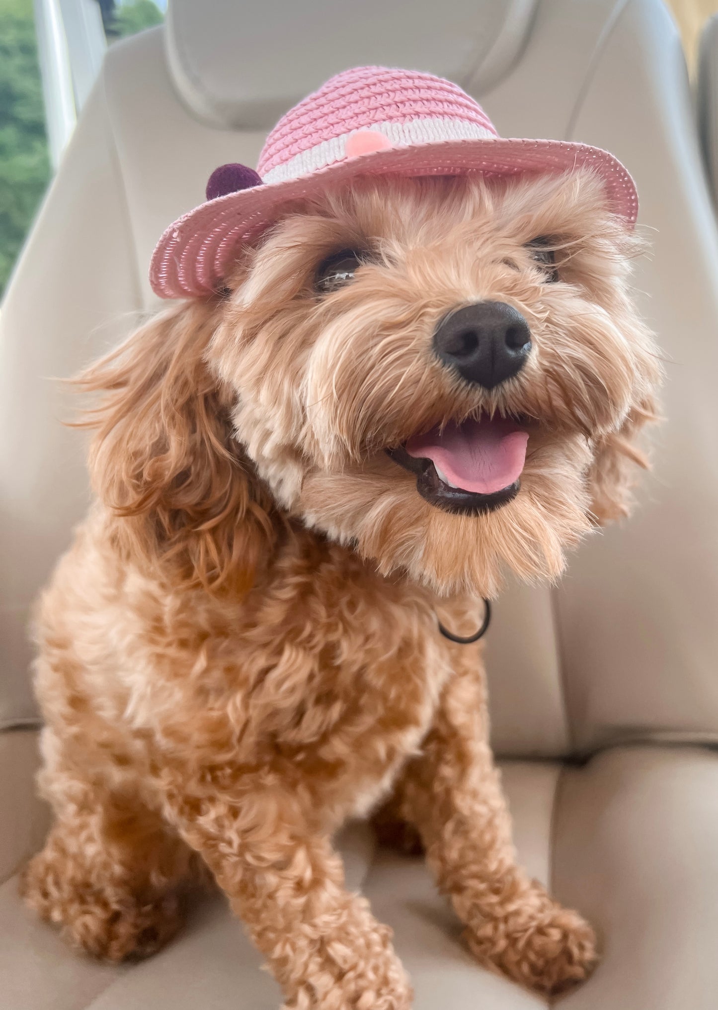 Sunshine Pawty Hat