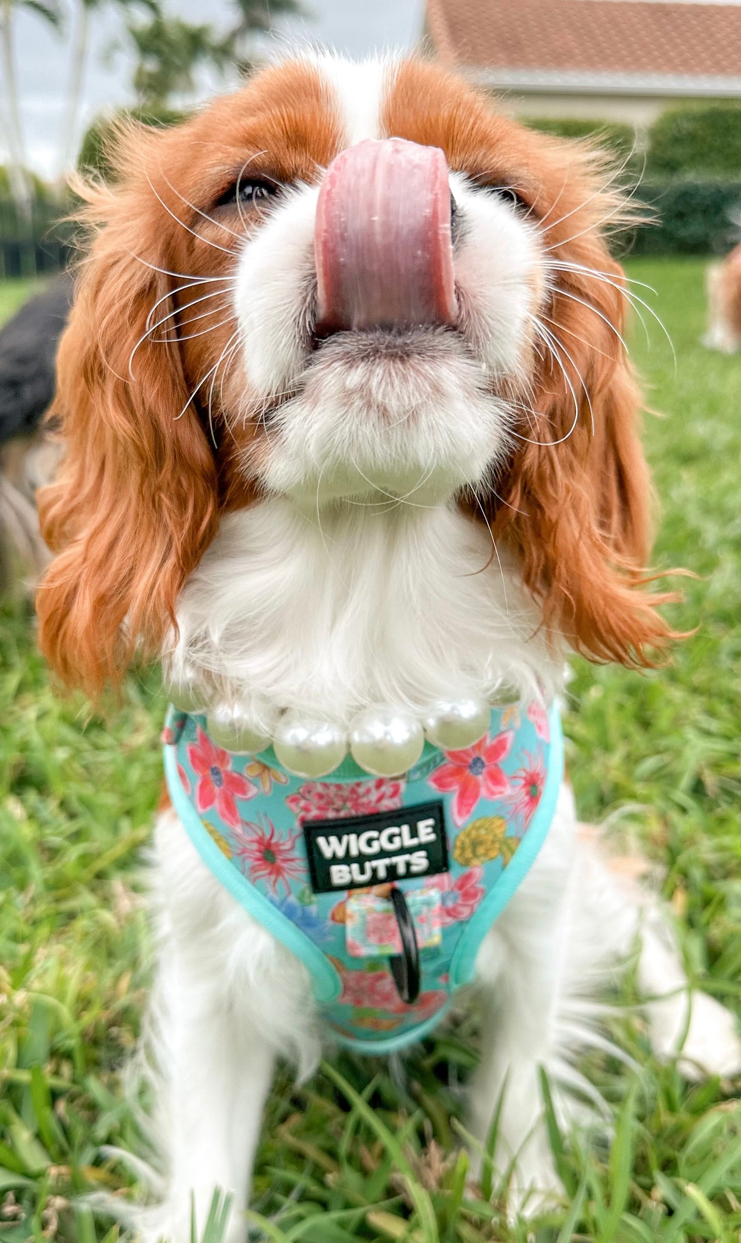 Cute small dog wearing floral harness