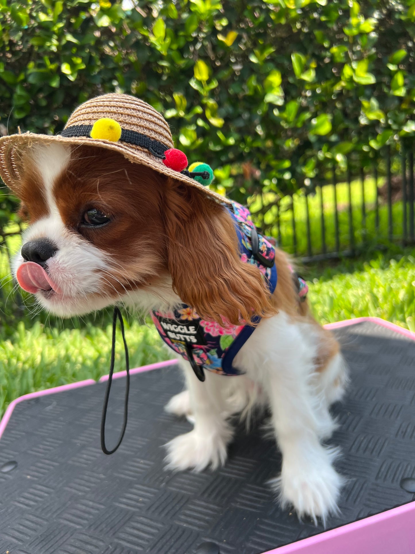 Sunshine Pawty Hat