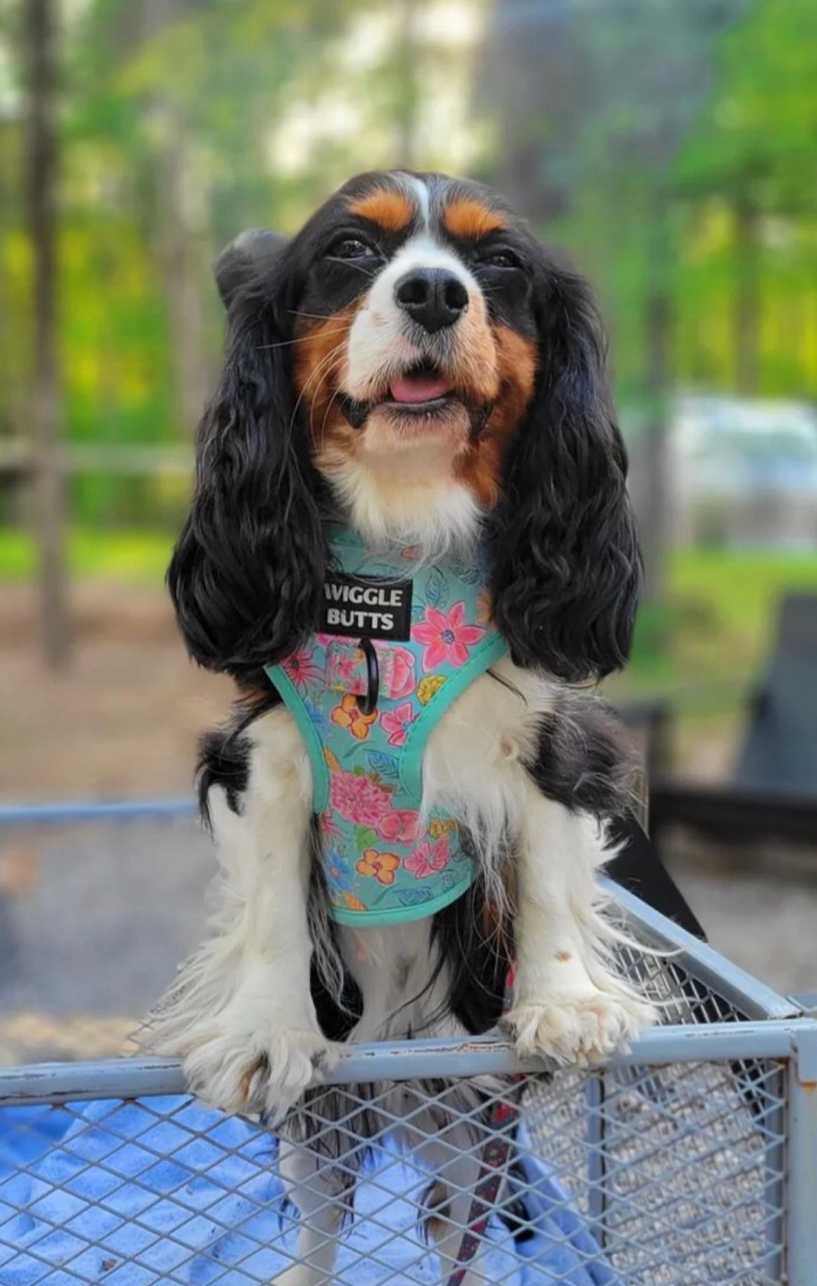 Small dog wearing cute floral harness