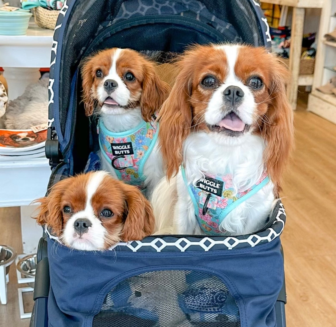 several adorable small dogs in floral harness