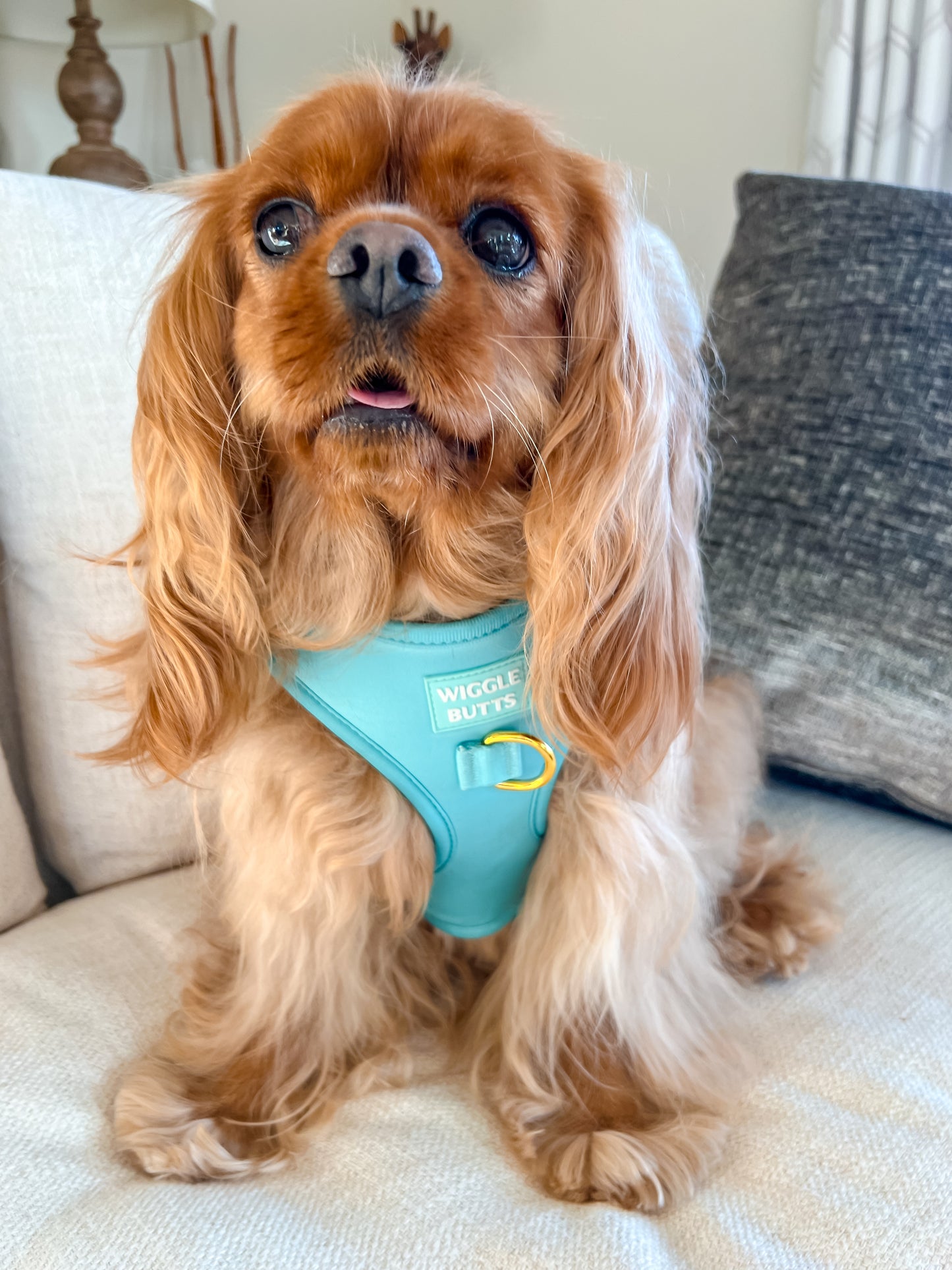 Barkfast @ Sniffany's Adjustable Harness