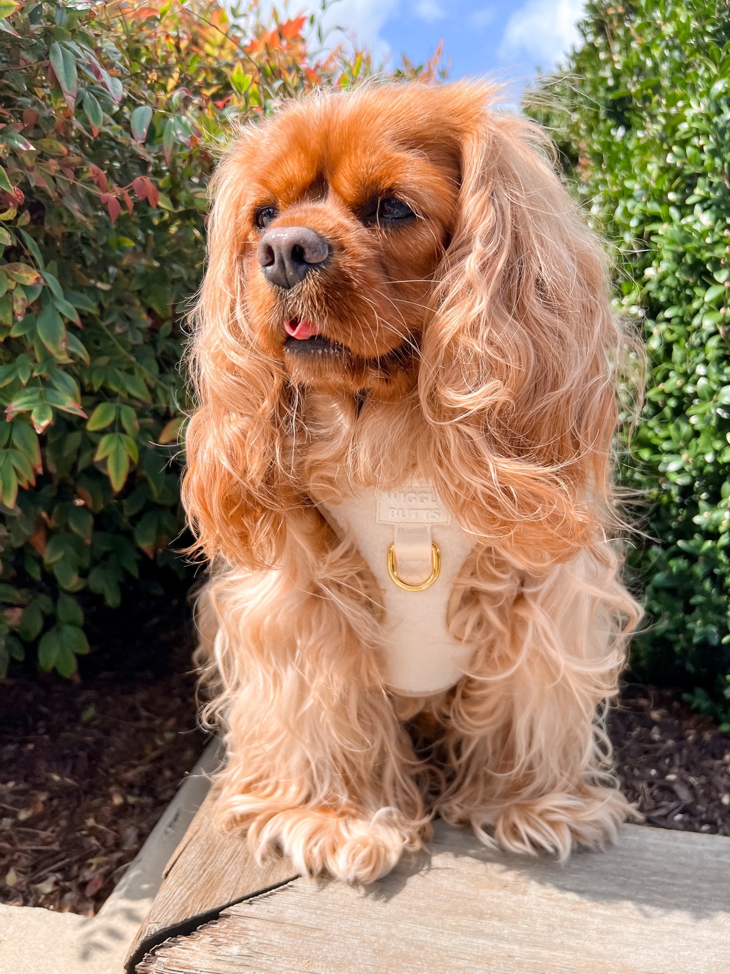 Sherpaw Adjustable Harness