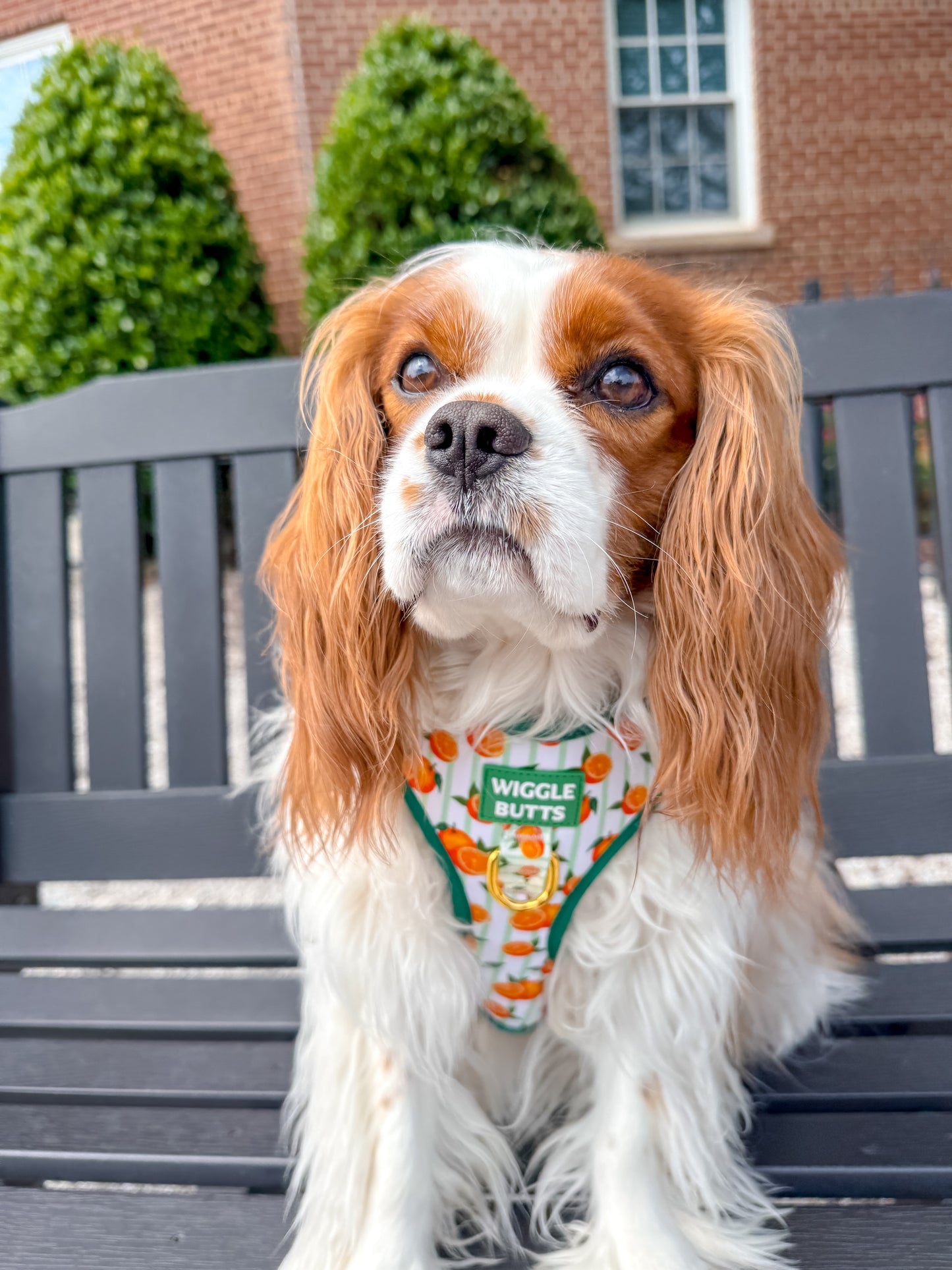 Pawrange Grove Bundle