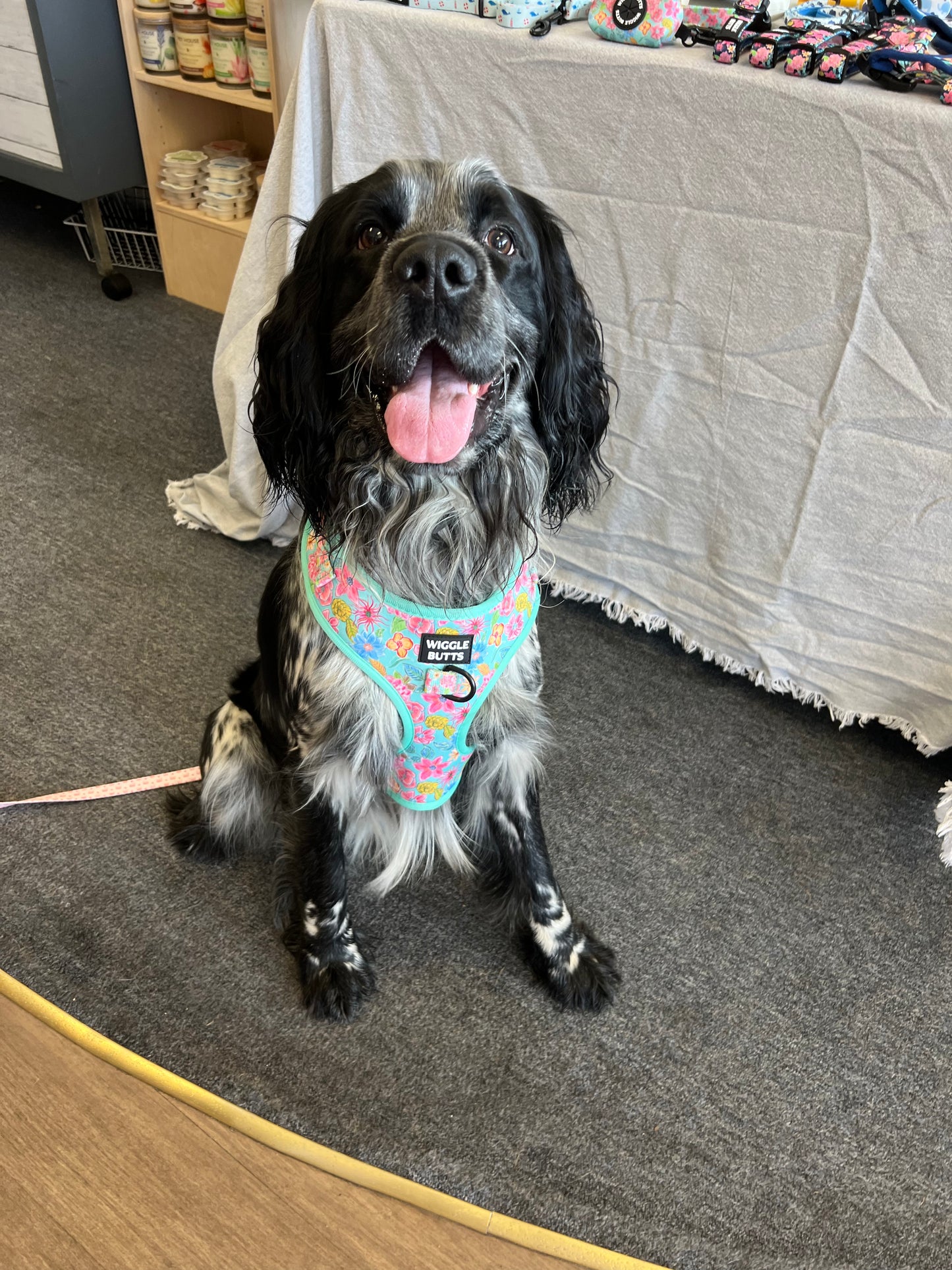 dog in adjustable spring-time floral harness