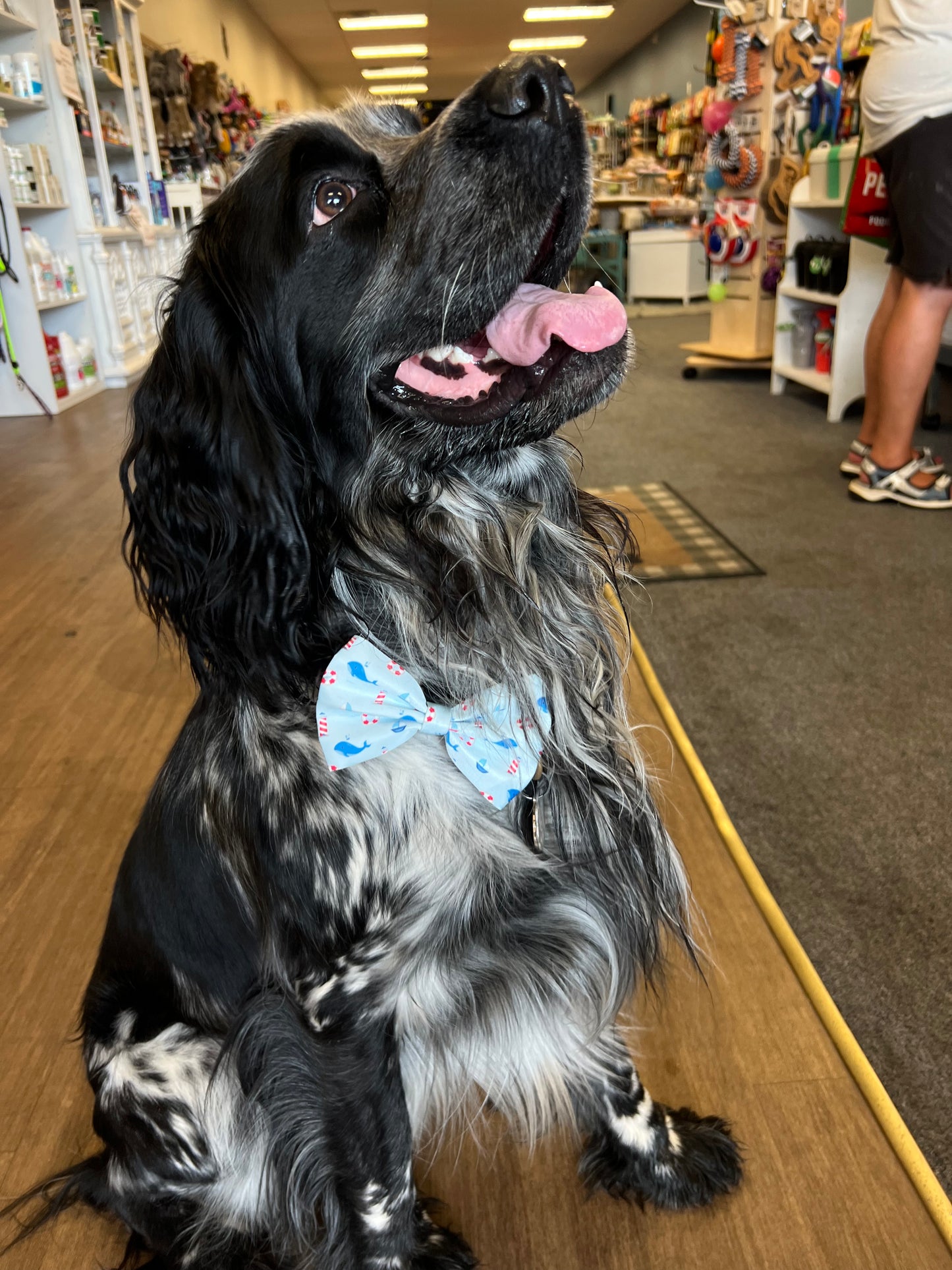 Coastal Canines Bundle
