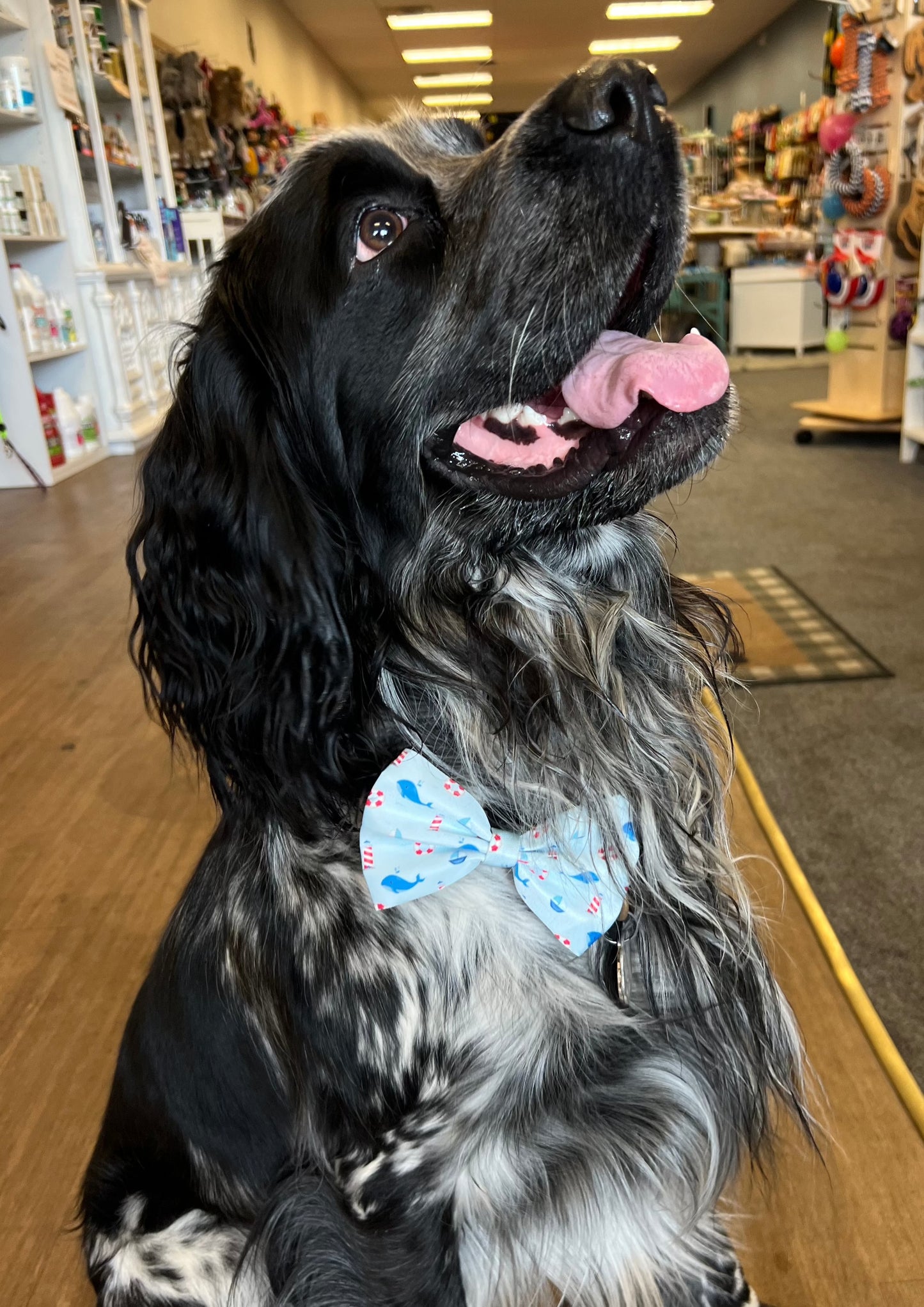 Coastal Canines Bow