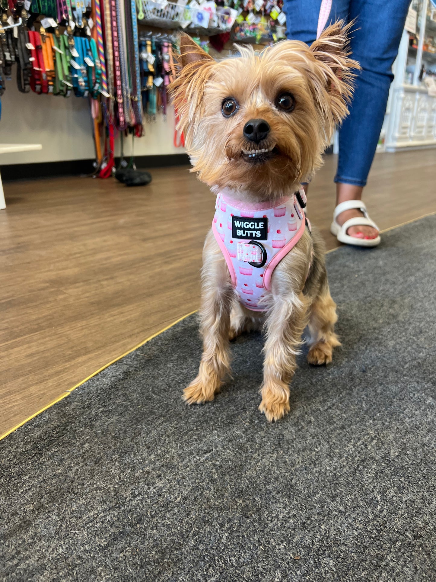 Baby Pink Bakeshop Adjustable Harness
