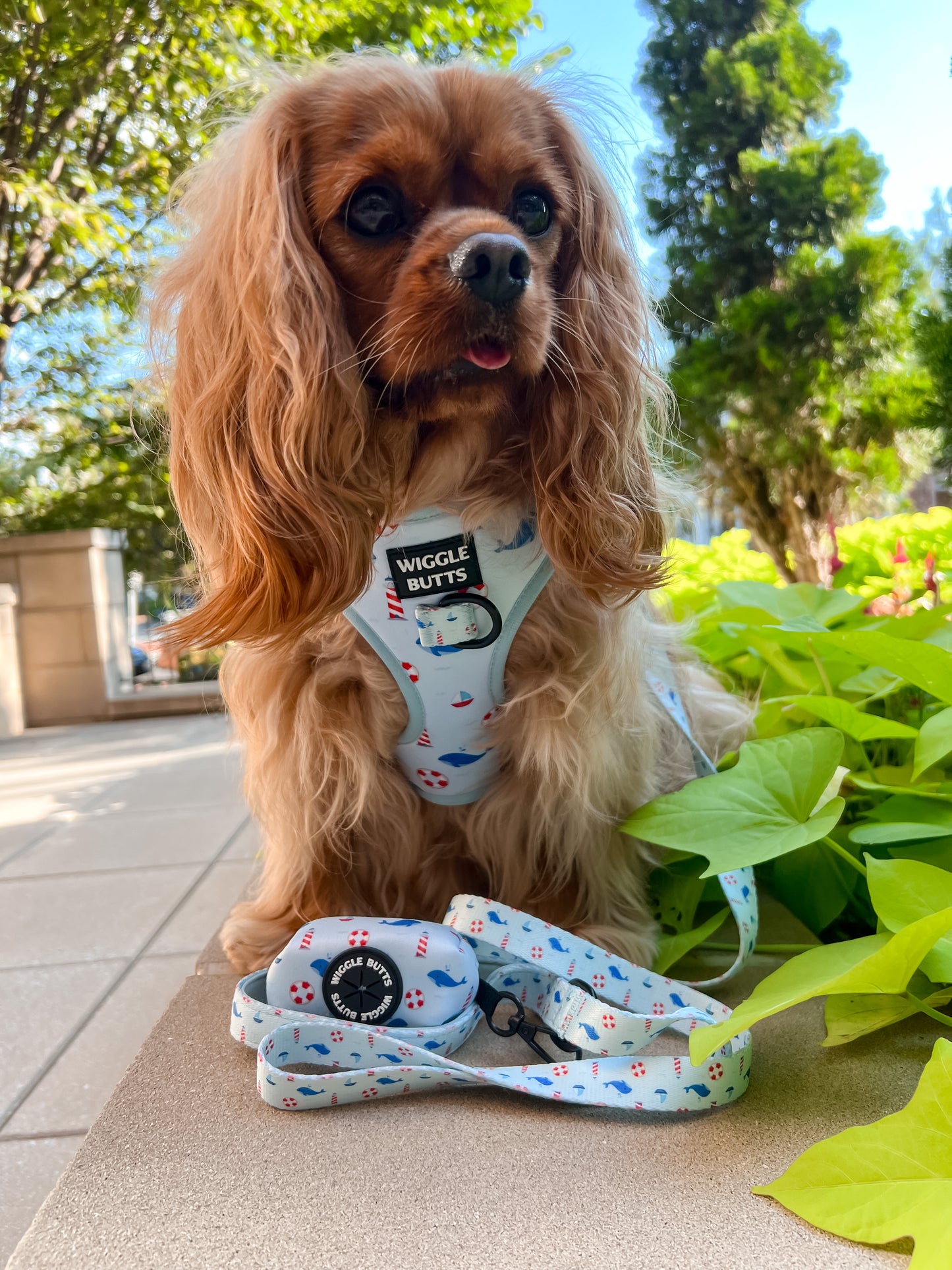 Coastal Canines Bundle