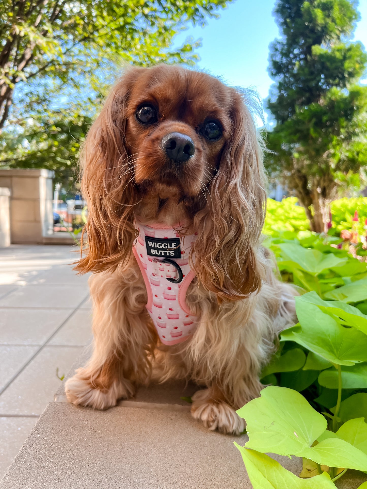 Baby Pink Bakeshop Adjustable Harness