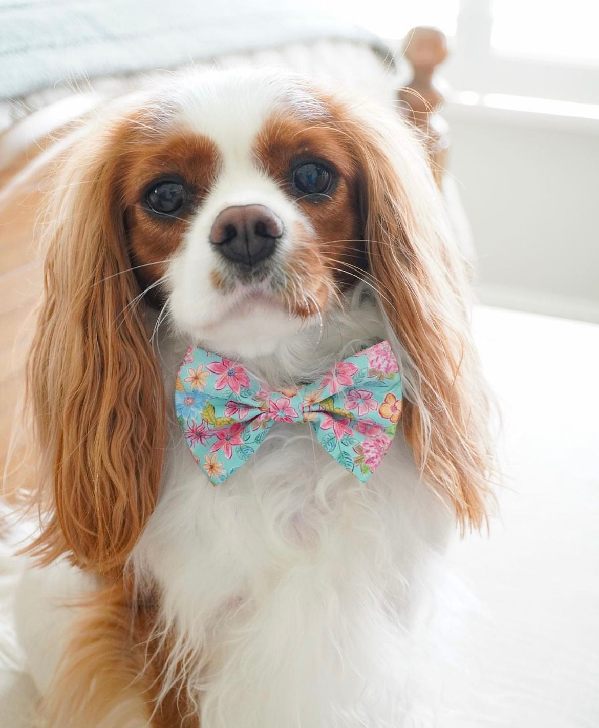 cute small dog in adorable turquoise bowtie with floral design