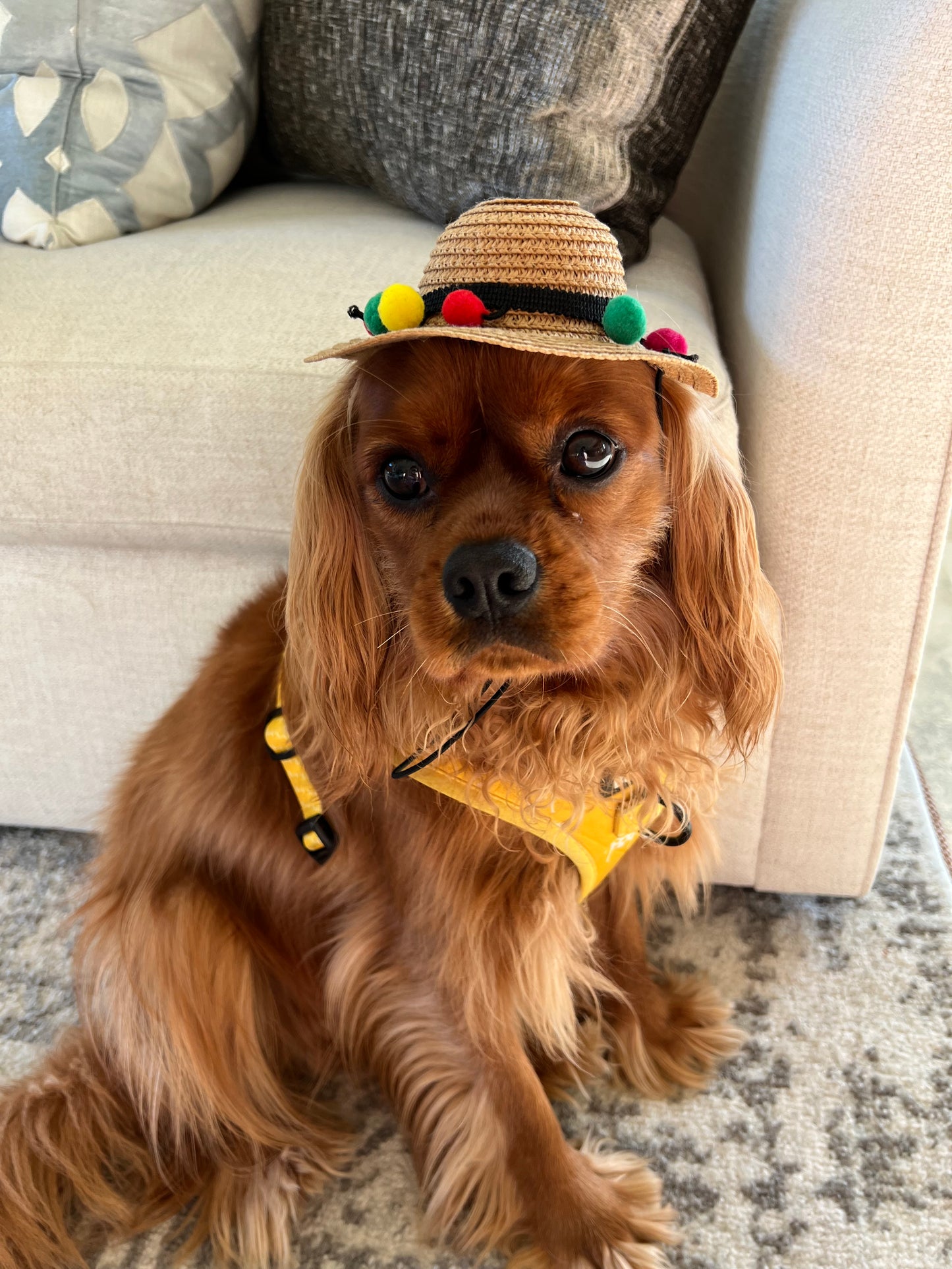 Sunshine Pawty Hat