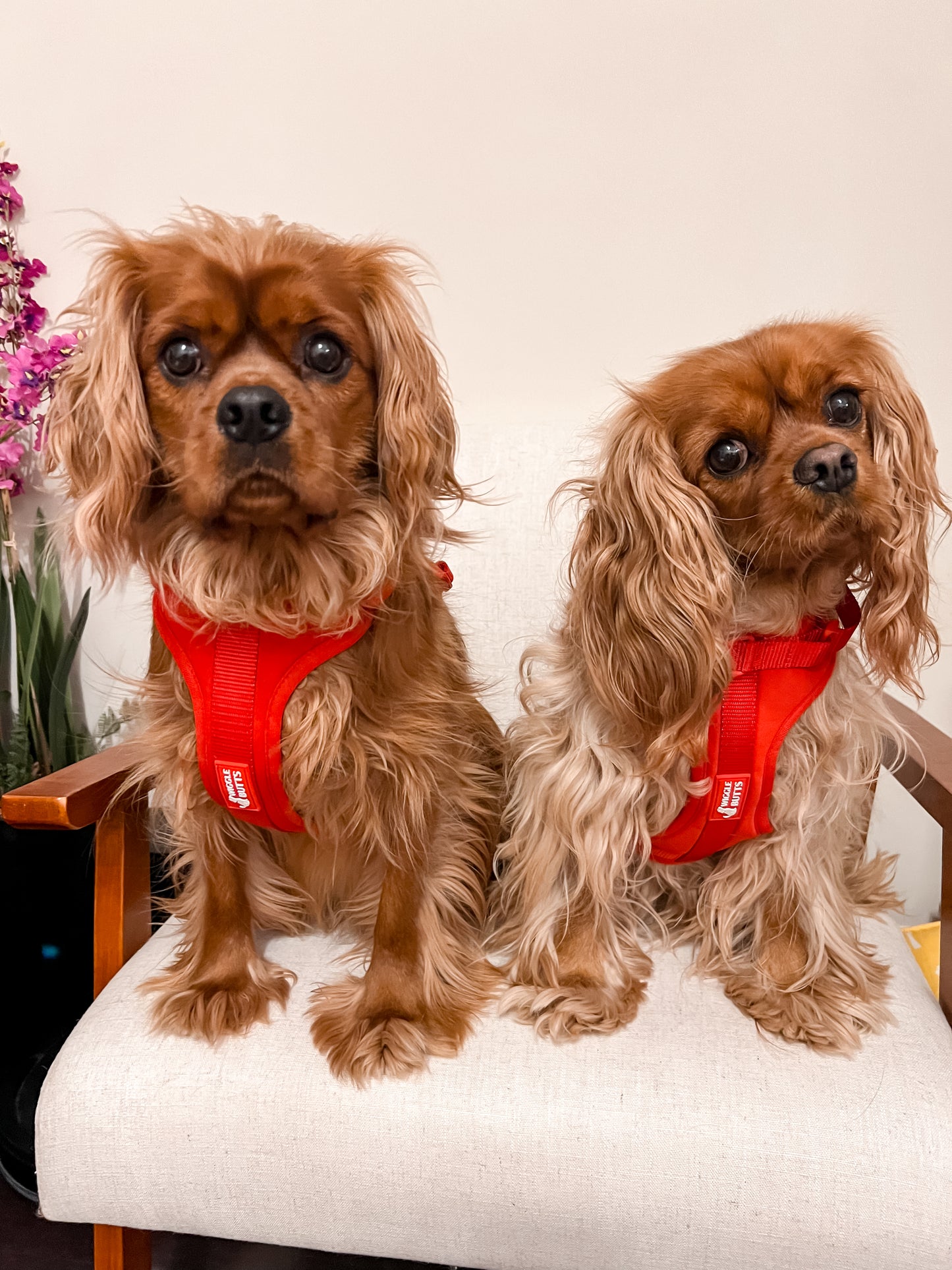 Cranberry Collection Harness