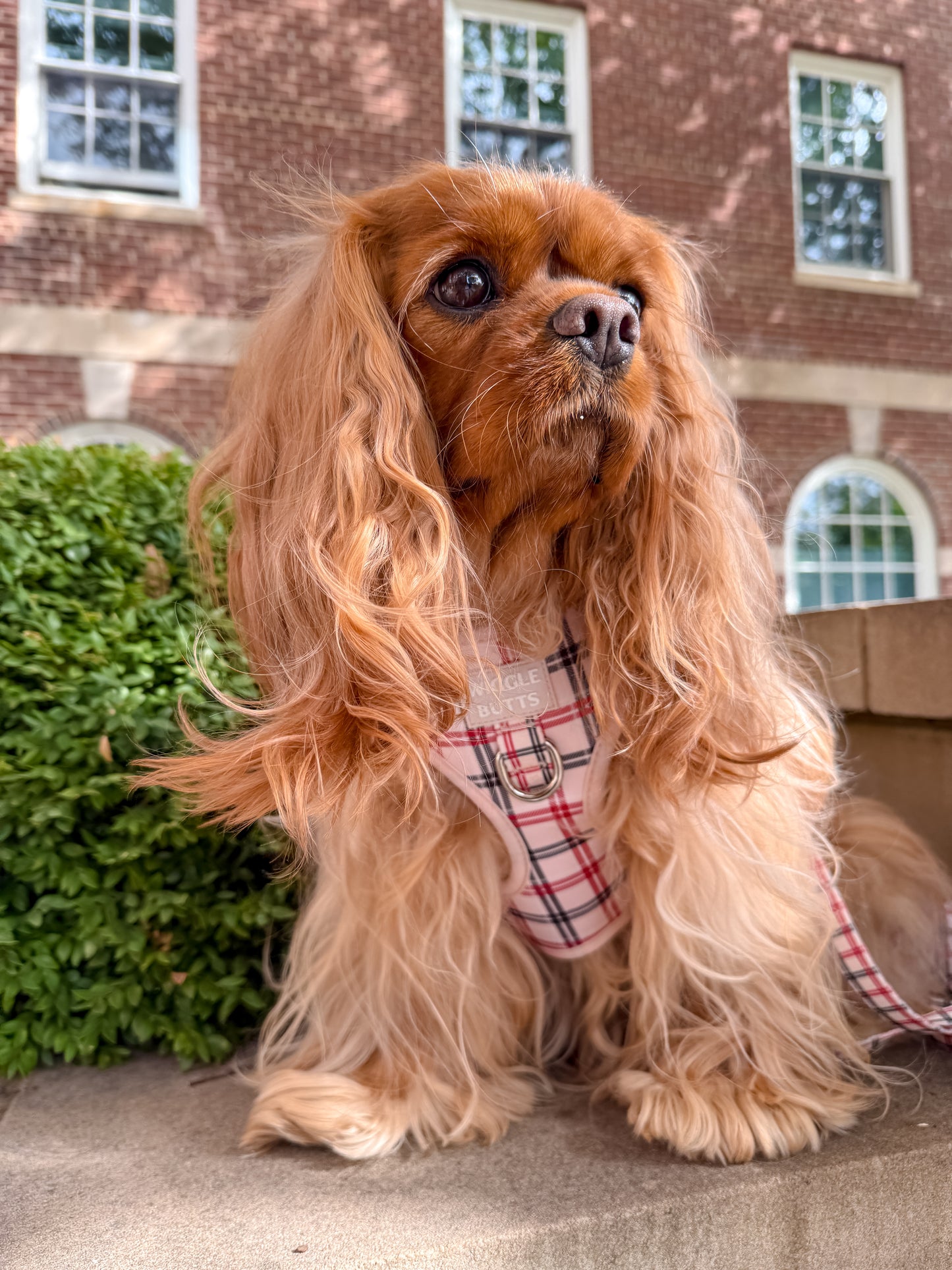 Tartan Tails Adjustable Harness