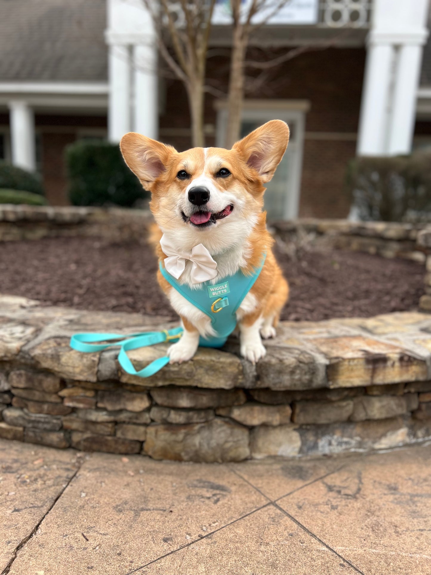 Barkfast @ Sniffany's Adjustable Harness