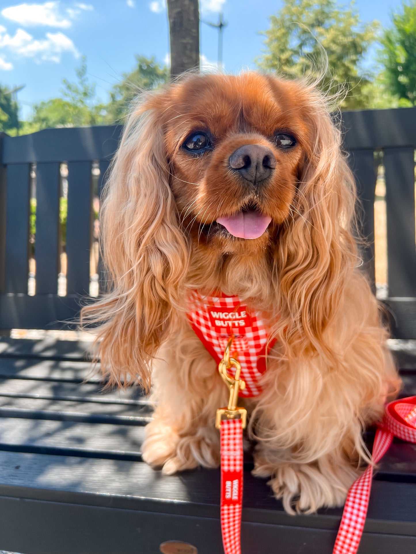 Red-dy Set Gingham Leash