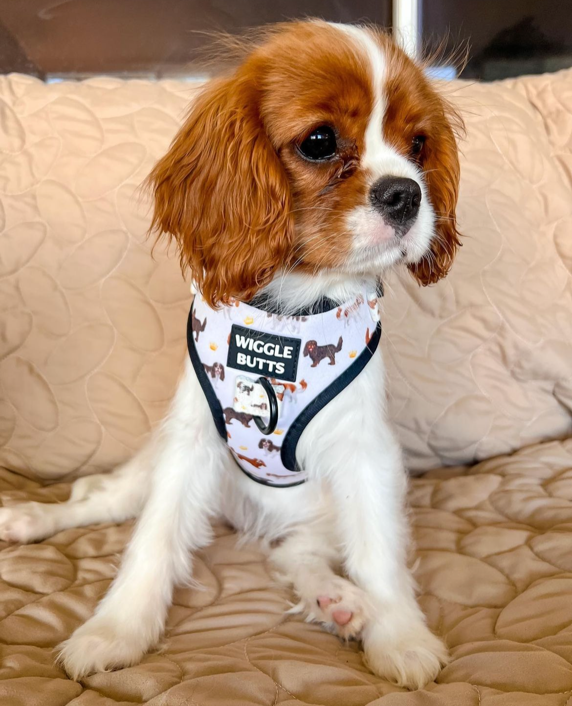 Royal Cavie Adjustable Harness-White