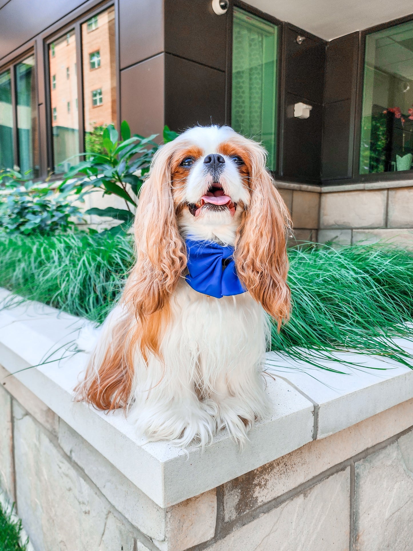 Cobalt Collar