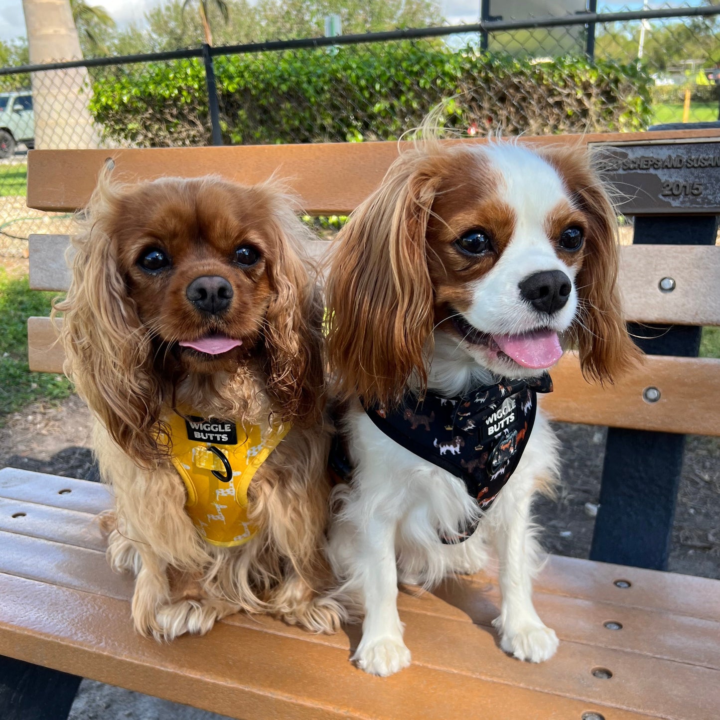 Royal Cavie Adjustable Harness-Black