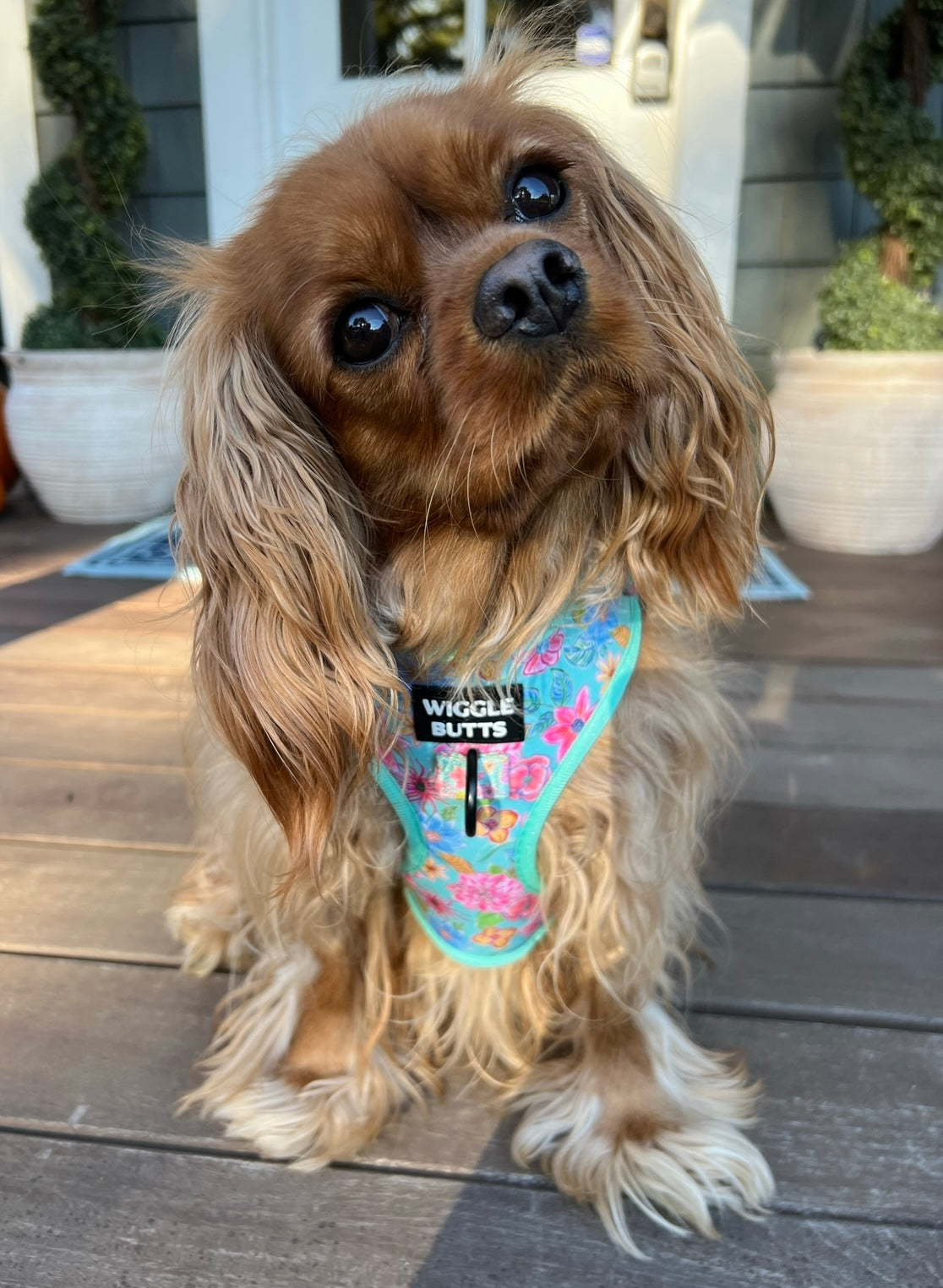 cute cavalier dog in floral, spring-time harness