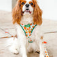 Pawrange Grove Adjustable Harness
