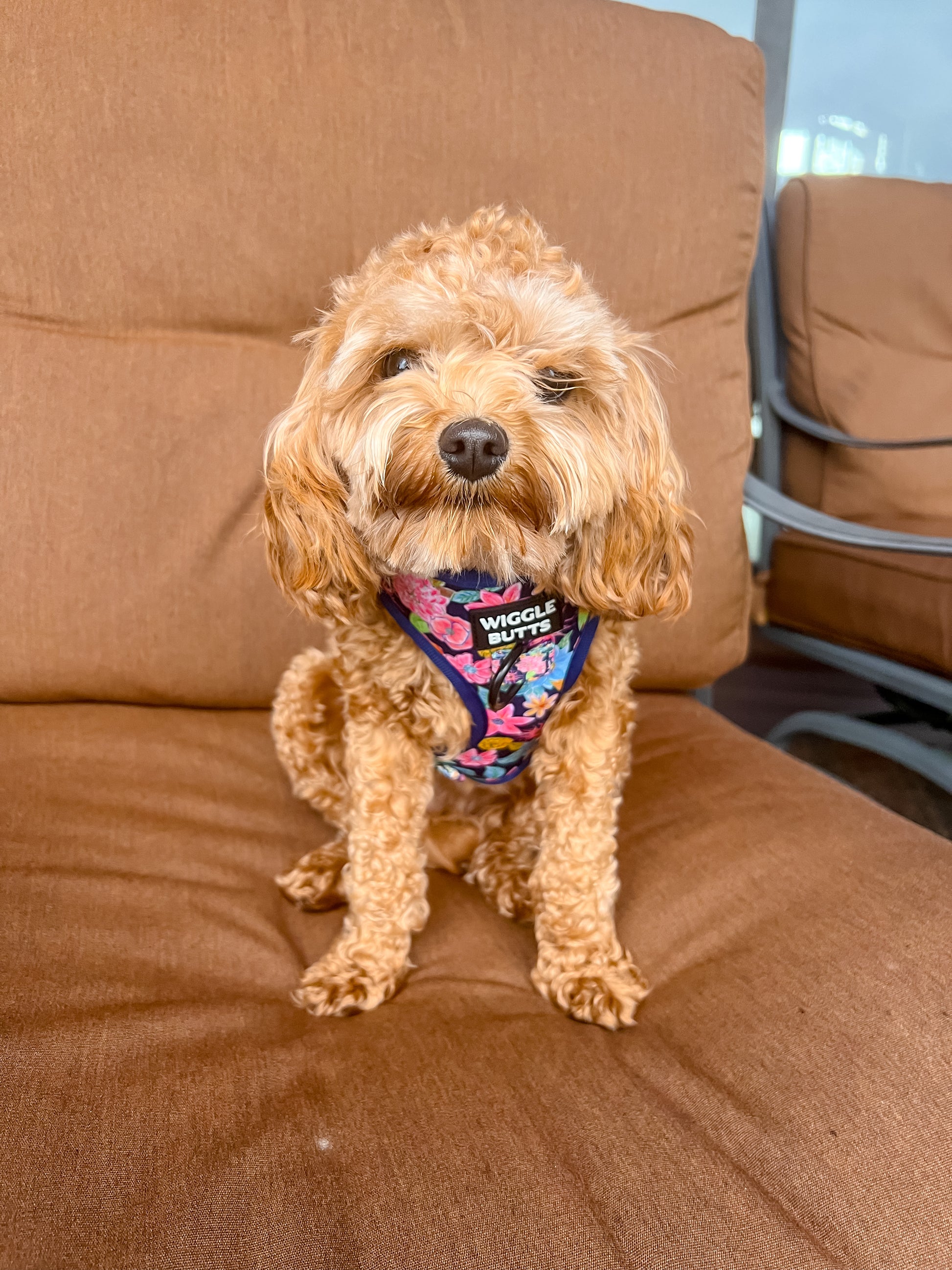 cute small dog in floral spring-time harness 