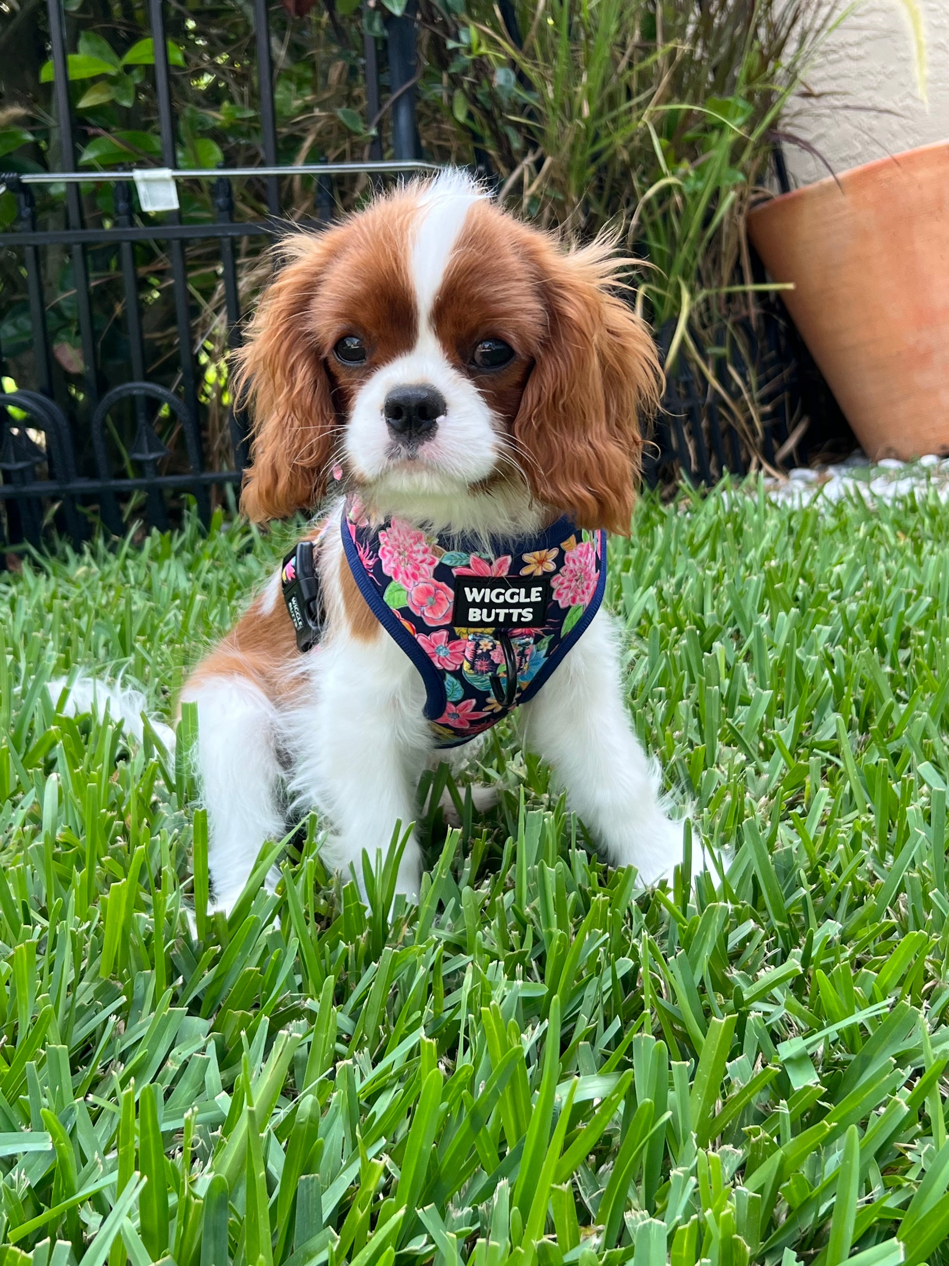 Adjustable Navy blue harness with floral pattern for small dogs