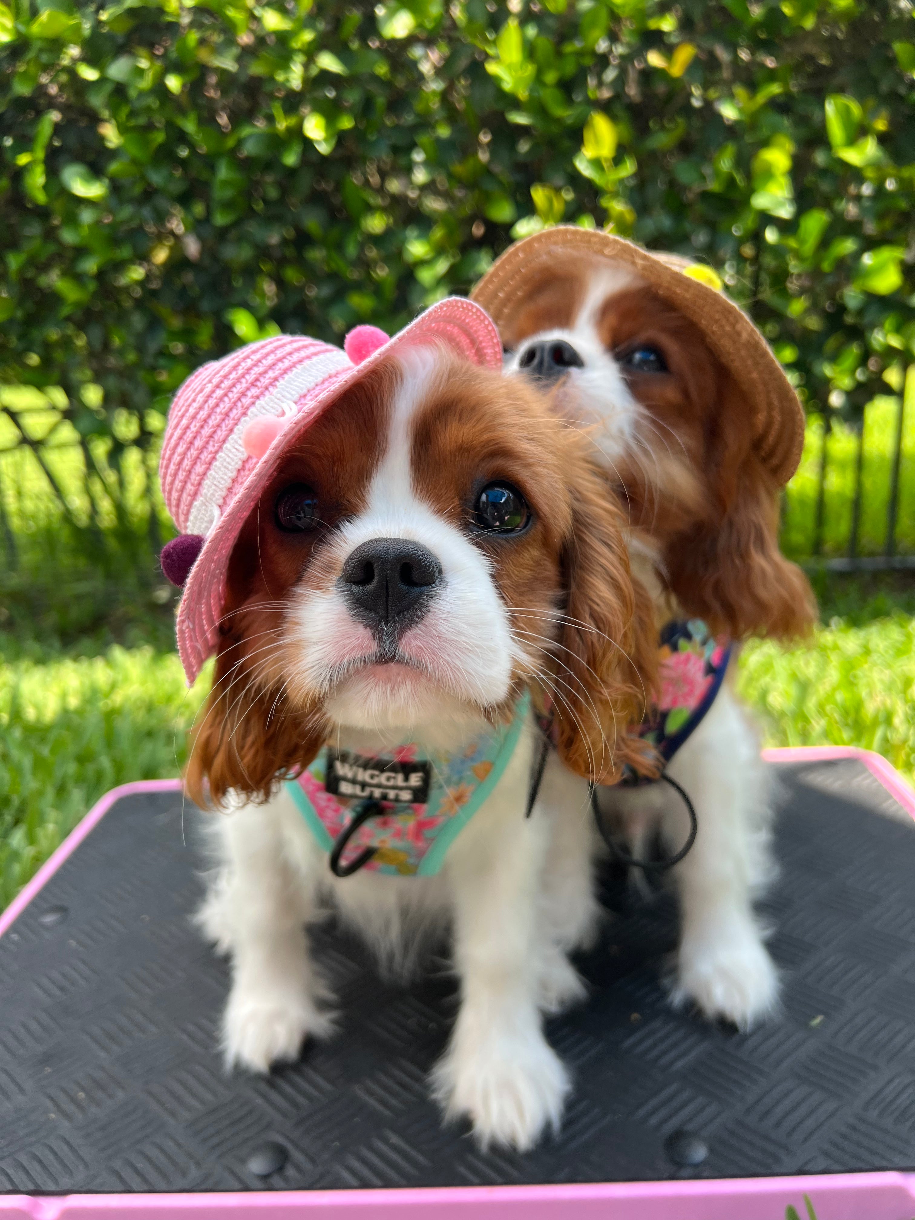 Dogs wearing cute harnesses and tiny hats