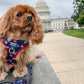 Americana Adjustable Harness