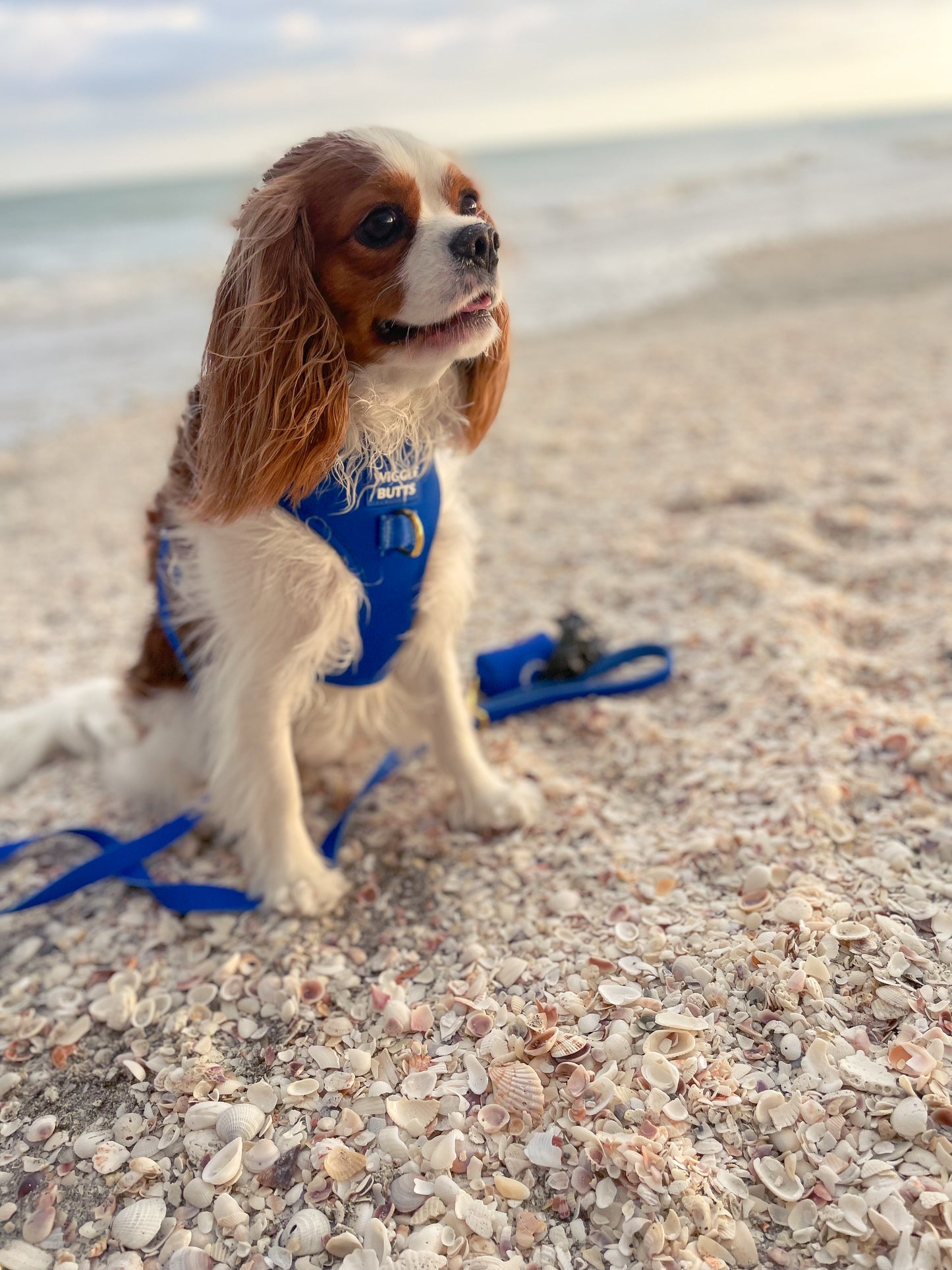 Cobalt Adjustable Harness