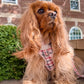 Tartan Tails Adjustable Harness