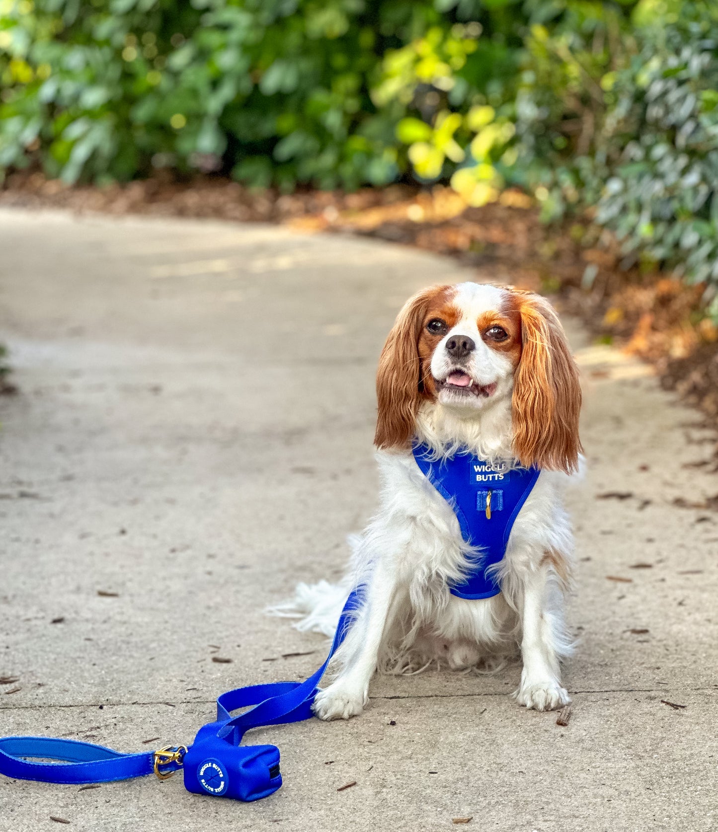 Cobalt Adjustable Harness