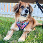 Big dog in cute floral harness with navy blue accents