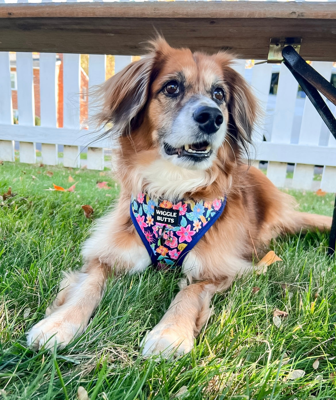 Big dog in cute floral harness with navy blue accents