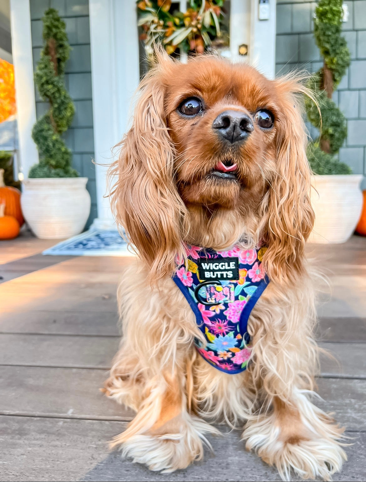 adorable cavalier in cute adjustable navy blue harness with floral pattern